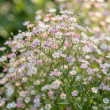 Mixed Baby's Breath Flower Seeds for Planting