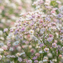 Mixed Baby's Breath Flower Seeds for Planting
