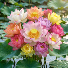 Mixed Bowl Lotus Seeds for Planting