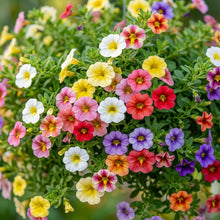 Mixed Calibrachoa Seeds for Planting - Vibrant Garden Blooms