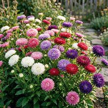 Mixed Chinese Aster Flower Seeds For Planting