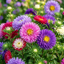 Mixed Chinese Aster Flower Seeds For Planting