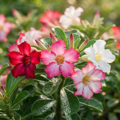 Mixed Color Adenium obesum (Desert Rose) Seeds for Planting