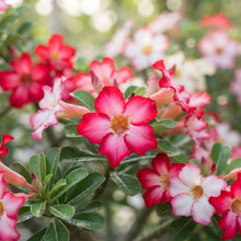 Mixed Color Adenium obesum (Desert Rose) Seeds for Planting