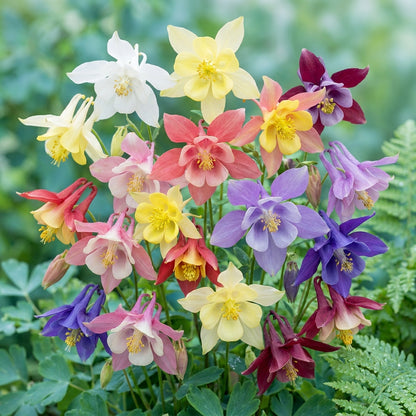 Mixed Columbine Flower Seeds – Colourful Aquilegia Mix