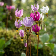 Mixed Dodecatheon (Shooting Star) Flower Seeds for Planting
