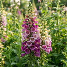 Mixed Foxglove Seeds for Planting