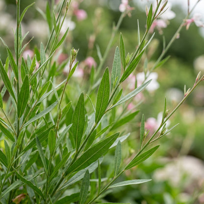 Mixed Gaura lindheimeri Flower Seeds for Planting