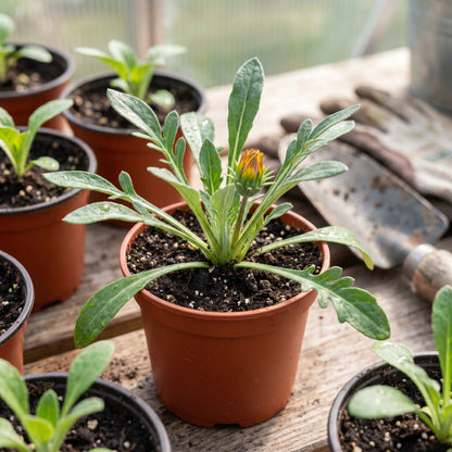 Mixed Gazania Seeds Gazania rigens Mixed Flower Seeds