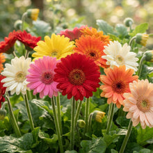 Mixed Gerbera Flower Seeds for Planting