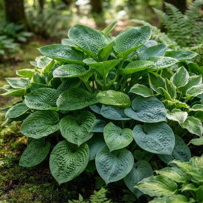 Mixed Hosta Lily Flower Seeds for Planting