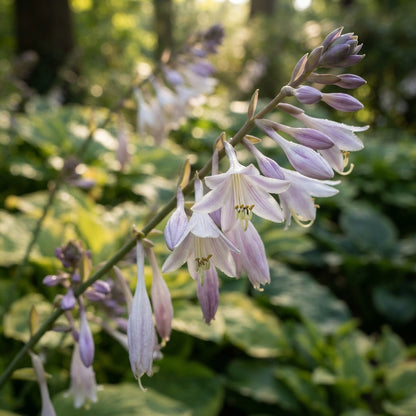 Mixed Hosta Seeds for Planting