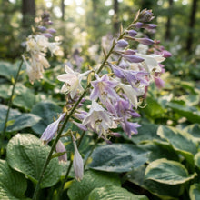 Mixed Hosta Seeds for Planting