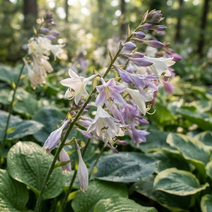 Mixed Hosta Seeds for Planting