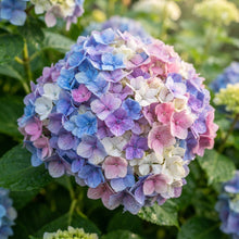 Mixed Hydrangea Seeds for Planting