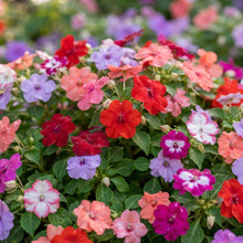 Mixed Impatiens Flower Seeds for Planting
