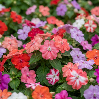 Mixed Impatiens Flower Seeds for Planting