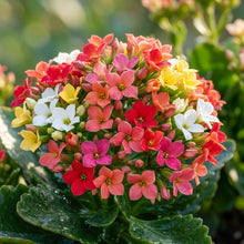 Mixed Kalanchoe Flower Seeds for Planting
