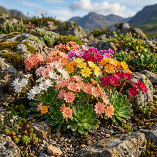 Mixed Lewisia Flower Seeds for Rock Gardens and Containers