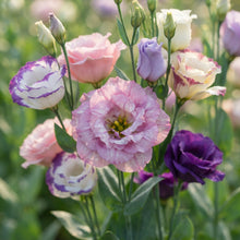 Mixed Lisianthus Flower Seeds for Planting