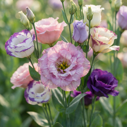 Mixed Lisianthus Flower Seeds for Planting