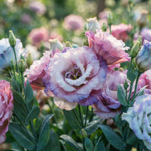 Mixed Lisianthus Flower Seeds for Planting