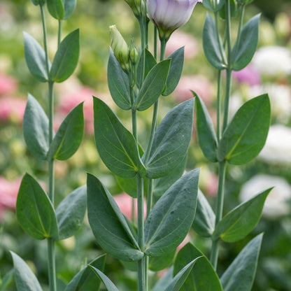 Mixed Lisianthus Flower Seeds for Planting