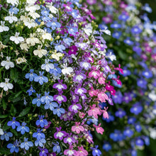 Mixed Lobelia Regatta Flower Seeds for Hanging Displays