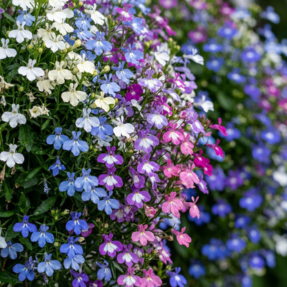Mixed Lobelia Regatta Flower Seeds for Hanging Displays