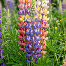 Mixed Lupine Flower Seeds For Planting