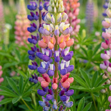 Mixed Lupine Flower Seeds For Planting