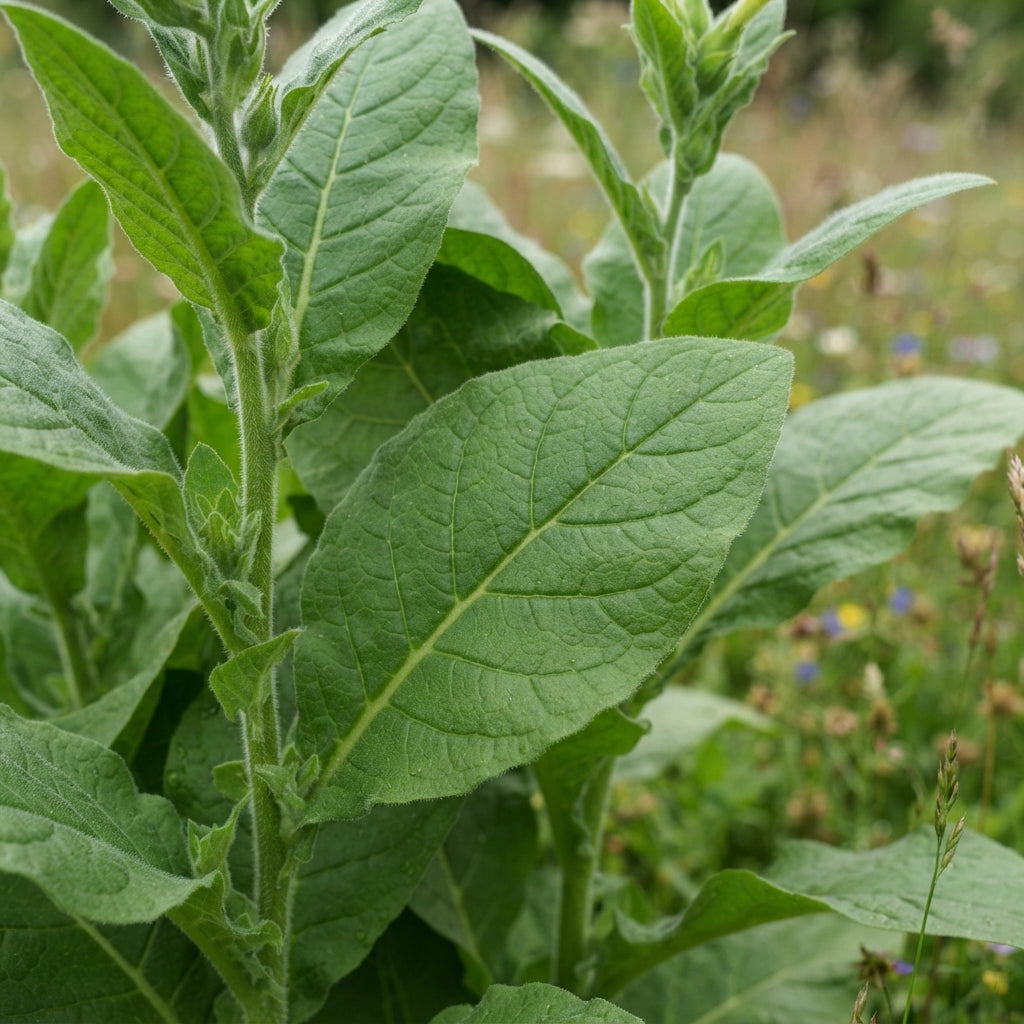 Mixed Meadow Tobacco Seeds for Planting