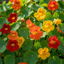 Mixed Nasturtium Flower Seeds For Planting