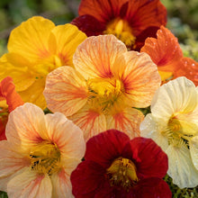 Mixed Nasturtium Flower Seeds For Planting