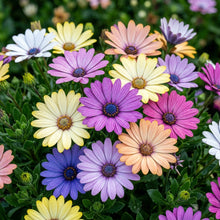 Mixed Osteospermum Flower Seeds for Planting
