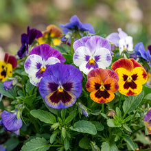 Mixed Pansy Flower Seeds for Planting