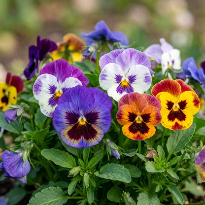 Mixed Pansy Flower Seeds for Planting