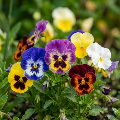 Mixed Pansy Flower Seeds for Planting