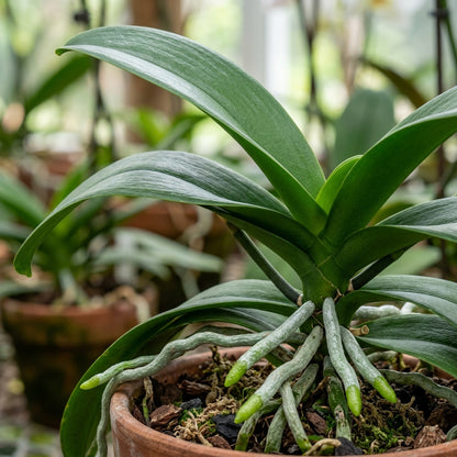 Mixed Phalaenopsis Orchid Flower Seeds for Planting