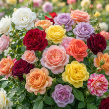 Mixed Rose Seeds for Planting