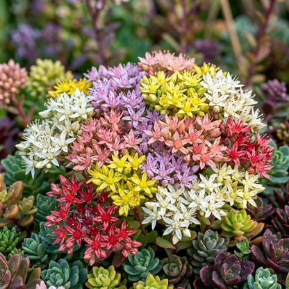 Mixed Sedum Seeds for Containers and Ground Cover