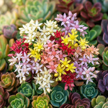 Mixed Sedum Seeds for Containers and Ground Cover