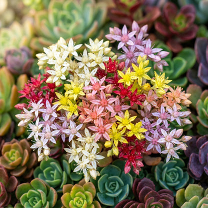 Mixed Sedum Seeds for Containers and Ground Cover