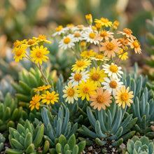 Mixed Senecio Succulent Seeds for Planting