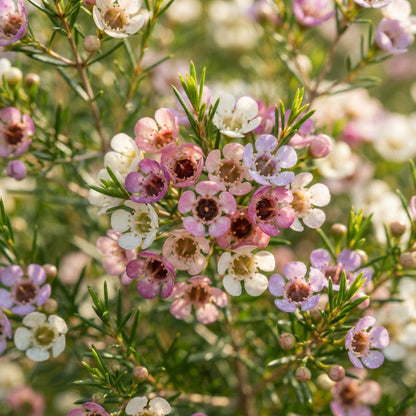 Mixed Wax Flower Seeds for Planting