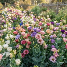 Mixed Color Eustoma Lisianthus Seeds for Planting