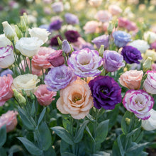 Mixed Color Eustoma Lisianthus Seeds for Planting