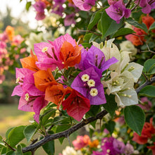 Mixed Color Bougainvillea Flower Seeds for Planting