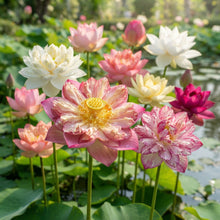 Mixed Color Lotus Flower Seeds for Planting