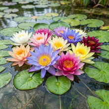 Mixed Color Water Lily Flower Seeds for Planting